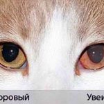 Conjunctivitis in animals