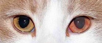 Conjunctivitis in animals