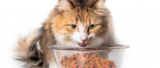 Food for cats with sensitive digestion