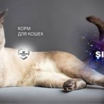 Корм для кошек Sirius - отзывы