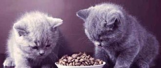 kitten food reviews