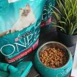 purina cat food