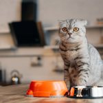 Feeding cats natural food and dry food