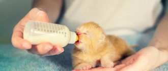 feeding kittens