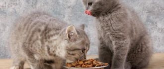 Feeding dry food to kittens