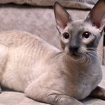 Cornish Rex - description, pros and cons of the breed, maintenance features