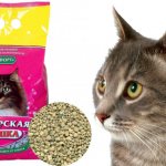 Cat litter Siberian cat