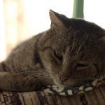 Feline old age - what you need to know about caring for an aging animal