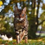 Bengal cat