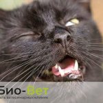 Cat sneezes: causes and treatment