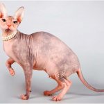 Don Sphynx cat