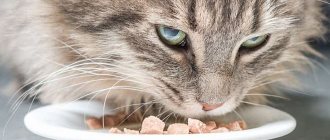 Cat eats food with shrimp