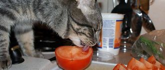 Cat eats vegetables