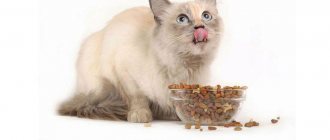 Cat eats dry food