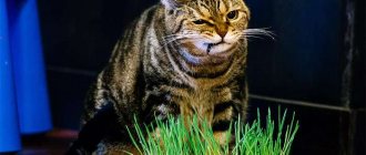 Cat eats grass (oats), photo photo