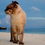 Cat walking on the sand