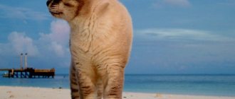 Cat walking on the sand