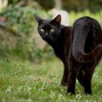 Cat walking in the garden