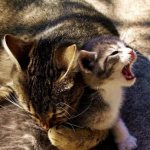 A cat bites kittens: how to react and the reasons for this strange habit