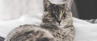 Cat lies on the bed