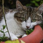 The cat lies in a flower pot