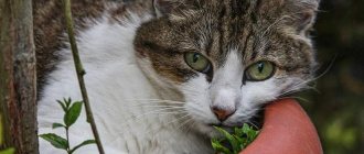 The cat lies in a flower pot