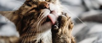 A cat licks, eats wool and fabrics: what it means and how to react