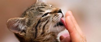 Cat licks owner