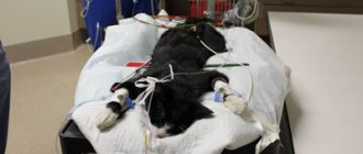 cat on the operating table under anesthesia