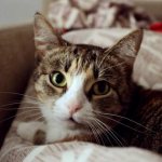 Cat resting on the sofa