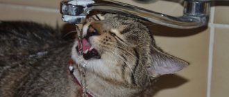 cat drinks water from the tap