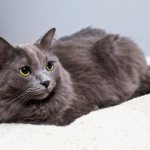 Nebelung cat on a white blanket