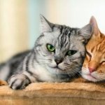 The cat asks the cat how to calm her down at home if she yells and wants