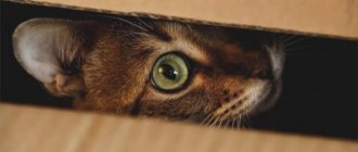 The cat hides in dark places - why and what to do? - ZdavNews 