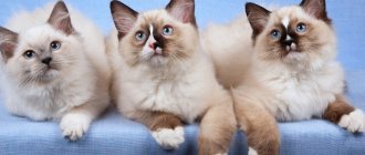 Ragdoll cat - description, history and standards of the breed, basic recommendations for care and maintenance