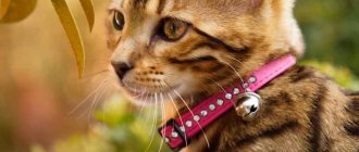 Cat with collar