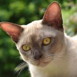 Cat with yellow eyes: names of breeds with descriptions