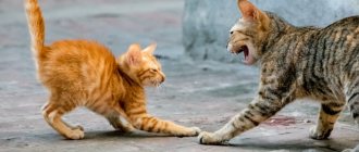 A cat hisses at a kitten - reasons and what to do