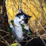 Cat sitting by a tree