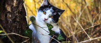 Cat sitting by a tree