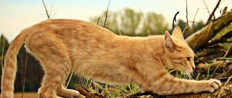 The cat sharpens its nails on a tree