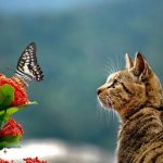 The cat saw a butterfly