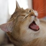 Cat yawns