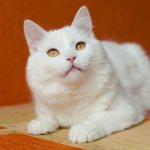 albino cat