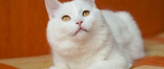 albino cat