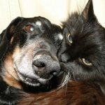 The cat is friends with the dog