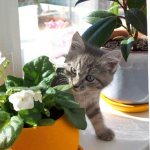 Cat eats flowers