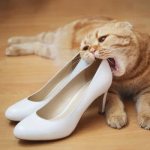 Cat chews shoes