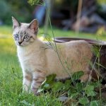 Cat walking in the garden