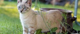 Cat walking in the garden